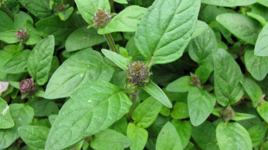 Prunella Vulgaris